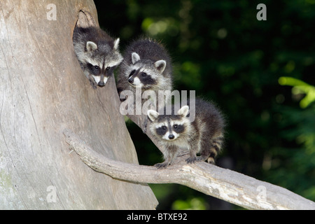 Raccoon (Procyon lotor), three baby animals, sitting in front of den entrance in tree stump, Germany Stock Photo