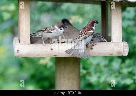 Tree Sparrow (Passer montanus) and House Sparrow (Passer domesticus), squabbling over food at feeding station, Germany Stock Photo