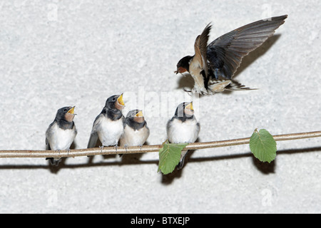 Barn Swallow (Hirundo rustica), fledgelings sitting on stick, being fed by parent bird in flight, Germany Stock Photo