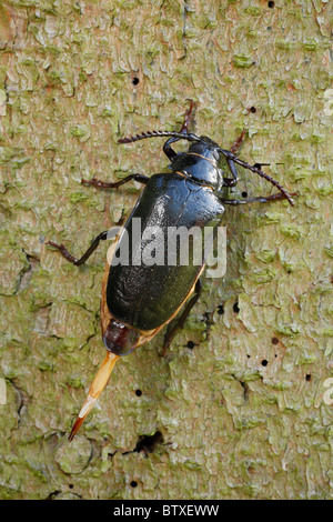 Tanner Beetle (Prionus coriarius), female beetle on fir-tree stem, Germany Stock Photo