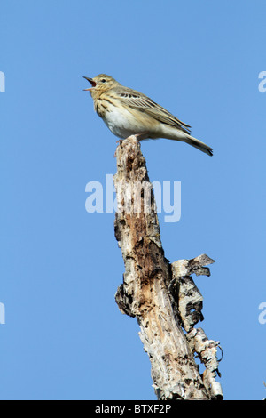 Tree Pipt (Anthus trivialis), singing from dead birch tree, Germany Stock Photo