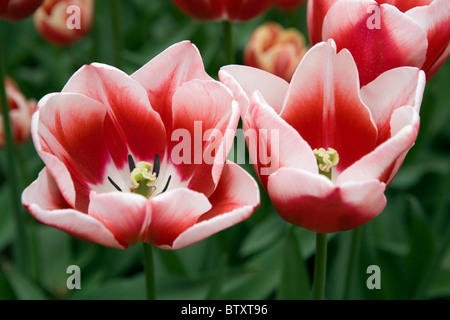 Keukenhof park bursts with vibrant tulip fields in an array of colours and varieties, visitors can wander along scenic paths through a sea of flowers. Stock Photo