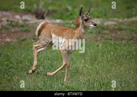 Pronghorn (Antelope) Young (Antilocapra americana) South Dakota - USA