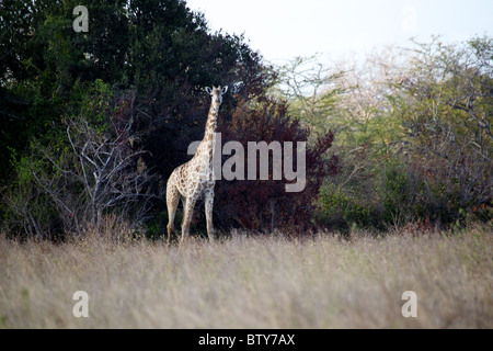 MAASAI GIRAFFE ( Giraffa camelopardalis tippelskirchi ) Saadani National Park Tanzania Stock Photo