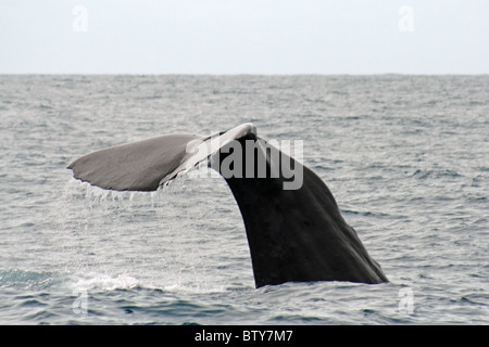 Giant sperm whale submerging off the coast of Kaikoura in New Zealand. Stock Photo