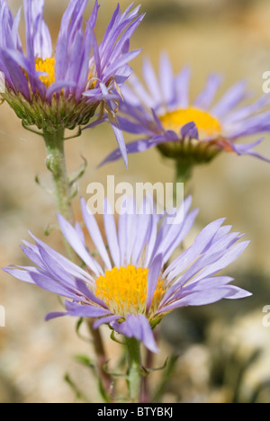 TOWNSENDIA PARRYI PARRY'S TOWNSEND DAISY Stock Photo