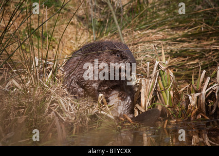 European Beaver,Castor fiber, sitting on the water edge having a scratch Stock Photo