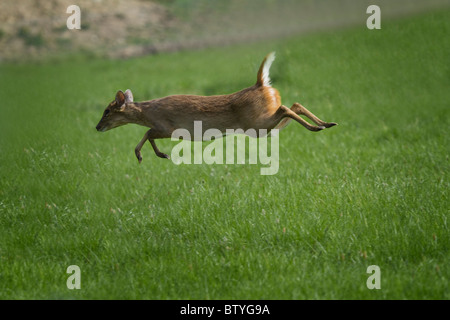 Muntjac (Muntiacus reevesi)  Muntjac    Muntjac deer Muntiacus reevesi leaping through the air Stock Photo