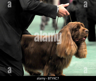 113th Annual Westminster Kennel Club Dog Show Stock Photo