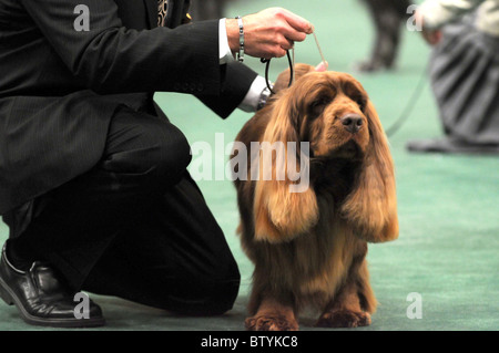 113th Annual Westminster Kennel Club Dog Show Stock Photo