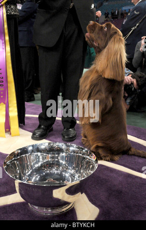 113th Annual Westminster Kennel Club Dog Show Stock Photo