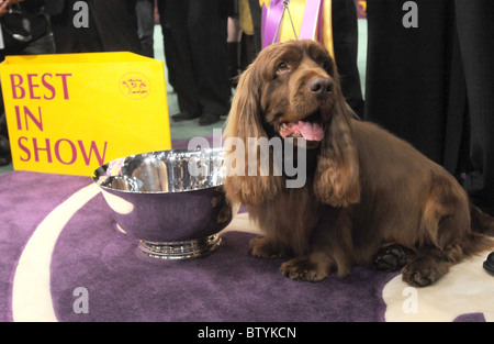 113th Annual Westminster Kennel Club Dog Show Stock Photo