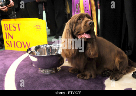 113th Annual Westminster Kennel Club Dog Show Stock Photo