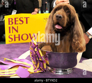 113th Annual Westminster Kennel Club Dog Show Stock Photo