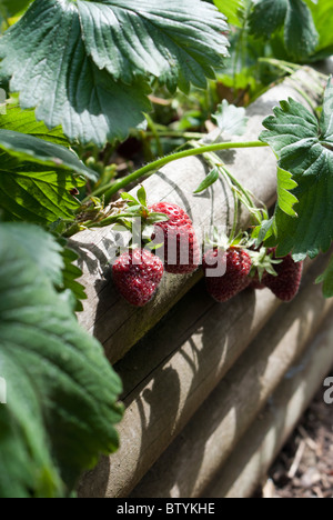 Strawberries growing in a raised bed Stock Photo