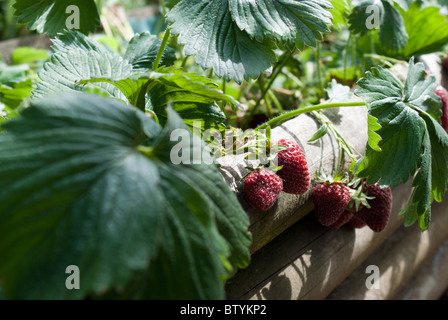Strawberries in raised garden bed. Pyramid raised garden Stock Photo ...