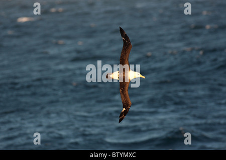 albatross gliding over sea Stock Photo
