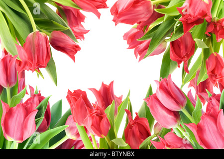 collage from red tulips Stock Photo