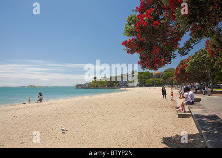 Mission Bay Beach and Pohutukawa Tree, Auckland, North Island, New Zealand Stock Photo