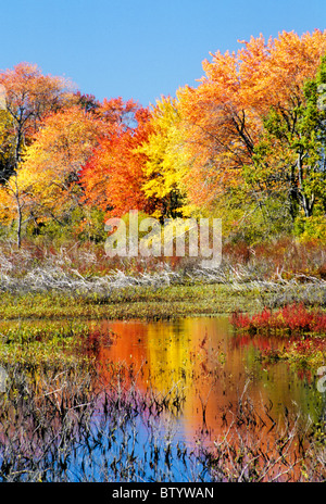 Great Meadows National Wildlife Refuge, Sudbury, Massachusetts with brilliant fall colors. Stock Photo