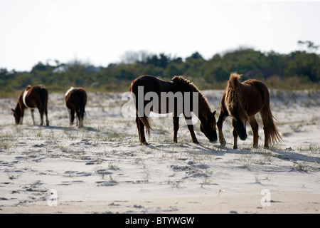 Wild ponies on the beach. Assateague Island National Seashore Stock Photo
