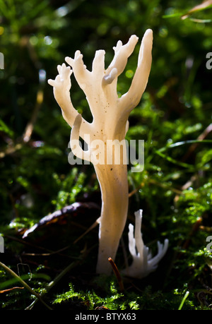Calocera viscosa, or yellow stag-horn fungus (this specimen is unusually creamy-white in colour) in a spruce wood Stock Photo
