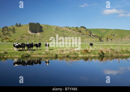 Cows reflected in canal, Henley, Taieri Plain, near Dunedin, Otago, South Island, New Zealand Stock Photo