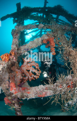Diver looking at Tree Coral, Dendronephthya sp., growing on artificial reef structure, , Sipadan, Sabah, Malaysia Stock Photo