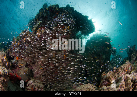 Large aggregation of several species of Cardinalfish in crevice, with sunburst, Kapalai, Sabah, Malaysia Stock Photo