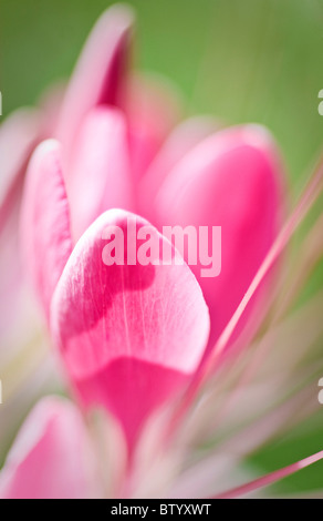 Close-up of pink Spring flowers.