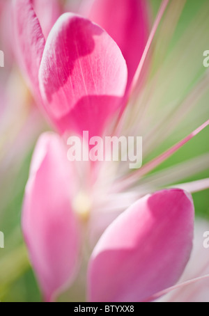 Close-up of pink Spring flowers.