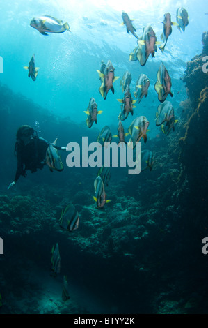 Diver looking at school of Boer's Spadefish, Platax boersii, on reef wall, Sipadan, Sabah, Malaysia Stock Photo