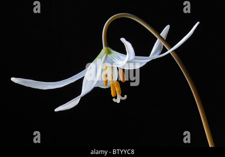 White Avalanche Lily (Erythronium Montanum) Liliaceae - Studio Image Stock Photo