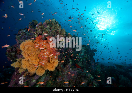 Reef scene with Anthias, Sipadan, Sabah, Borneo, Malaysia. Stock Photo