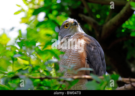 African Goshawk,( Accipiter tachiro)  in World of Birds, Hout Bay, South Africa. Stock Photo