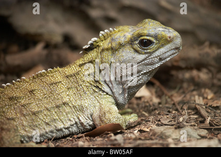 Tuatara (Sphenodon punctatus), Pukaha Mount Bruce Wildlife Centre, Wairarapa, North Island, New Zealand Stock Photo