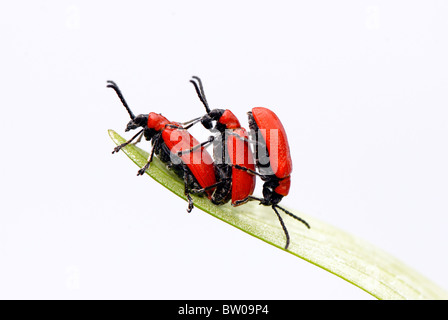 Three Scarlet/red lily leaf beetles - Lilioceris Lilii  on a lily leaf Stock Photo