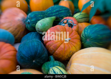 A collection of winter pumpkins, Gourds and Squashes Stock Photo
