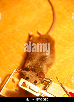 Mouse caught and killed in spring trap Stock Photo