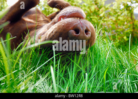 Brown Labrador Retriever rolling in the grass, Sweden Stock Photo