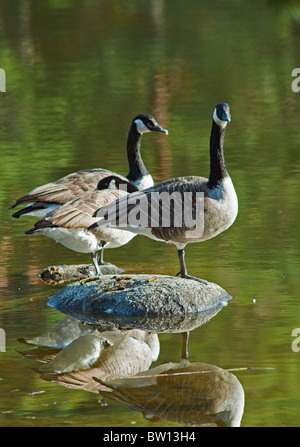 Three Canada geese (Branta canadensis) by a lake, Stockholm, Sweden, Europe Stock Photo