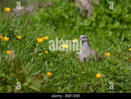 Turtle dove ( Streptopelia turtur ) resting in meadow Stock Photo