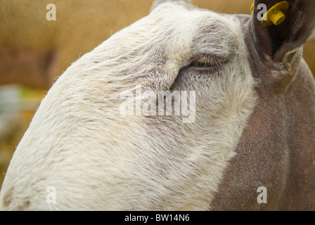 Blue Faced Leicester close up sheep (Ovis aries) Stock Photo