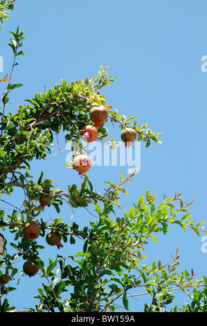 Pomegranate (Punica granatum: Punicaceae) fruits, Crete. Stock Photo