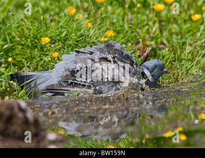 Wood pigeon ( Columba palumbus ) - bathing in pond Stock Photo