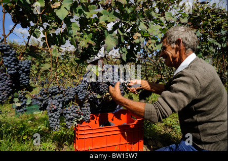 italy, basilicata, roccanova, vineyards, grape harvest, farmer hand picking grapes