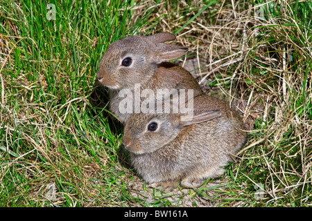 Young European rabbits (Oryctolagus cuniculus) in meadow Stock Photo