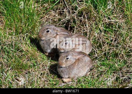 Three young European rabbits (Oryctolagus cuniculus) in front of burrow entrance in meadow Stock Photo