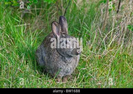 European rabbit (Oryctolagus cuniculus) with infected eyes, Germany Stock Photo