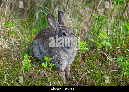 European rabbit (Oryctolagus cuniculus) with infected eyes, Germany Stock Photo